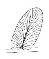 Neuropteroid